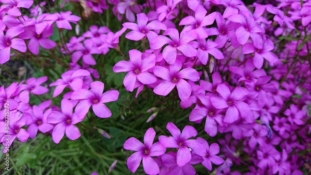 Cute violet flowers of Oxalis articulata in a garden, Pink Woodsorrel Cute violet flowers of Oxalis articulata in a garden, Pink Woodsorrel