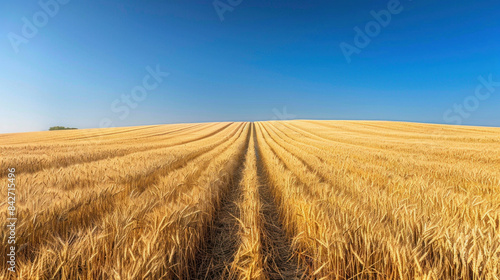 Grain field with blue sky