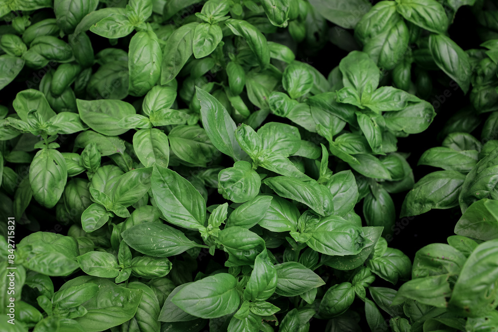 close up of basil seedlings - aromatic plants close up of basil seedlings - aromatic plants