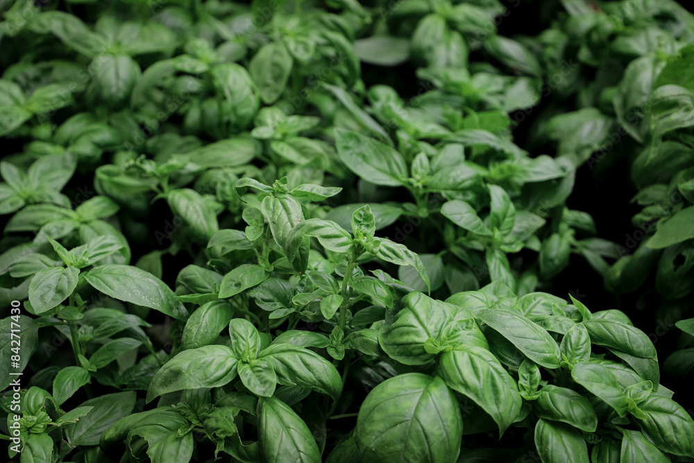 close up of basil seedlings - aromatic plants close up of basil seedlings - aromatic plants