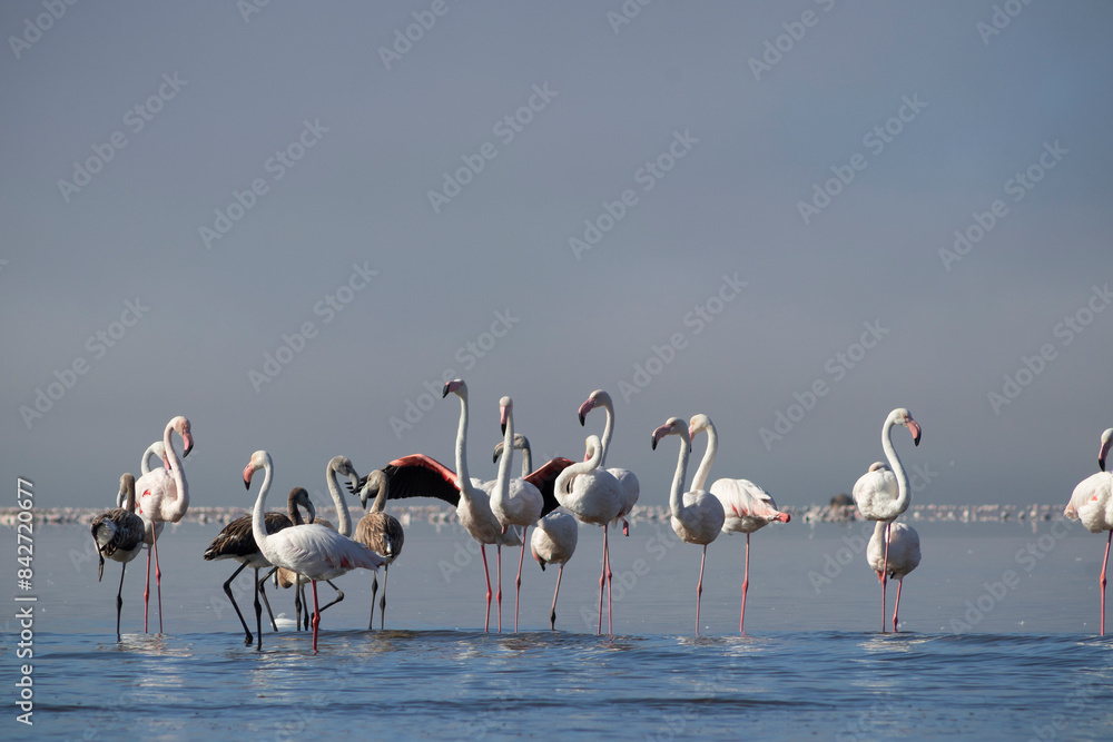 Fototapeta premium Wild african birds. Flock of pink african flamingos walking around the blue lagoon on the background of bright sky on a sunny day.