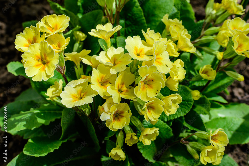 Obraz premium Many light yellow flowers of primula plant also known as cowslip or common cowslip primrose in a sunny spring garden, beautiful outdoor floral background.