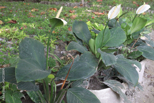 Spathiphyllum kochii flower plant on nursery photo