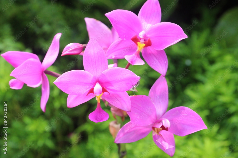Spathoglottis plicata flower plant on nursery Spathoglottis plicata flower plant on nursery