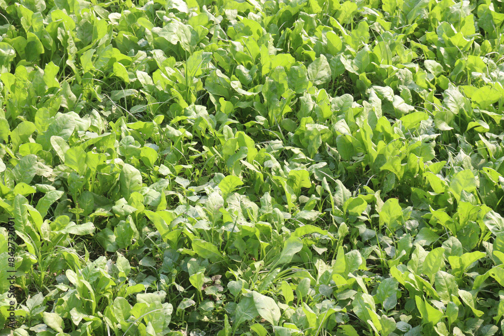 Spinacia oleracea on farm for harvest Spinacia oleracea on farm for harvest