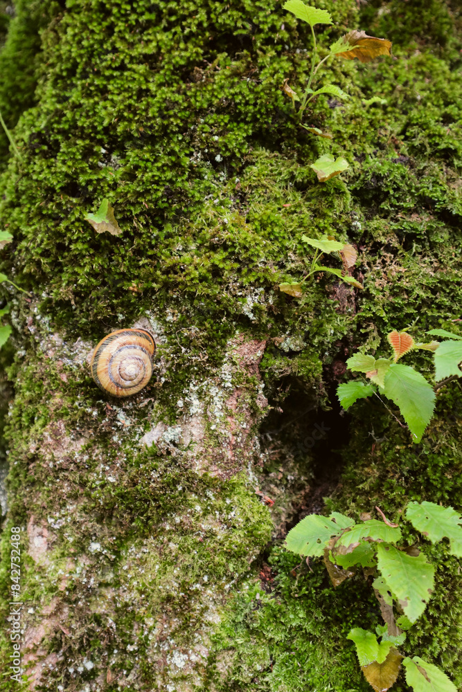 Snail on the bark of a tree. Texture of tree bark with moss. Snail on the bark of a tree. Texture of tree bark with moss.