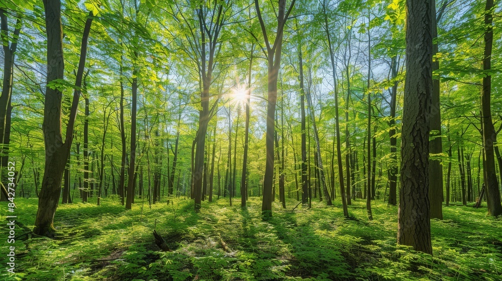 Obraz premium Sunlit Forest Landscape