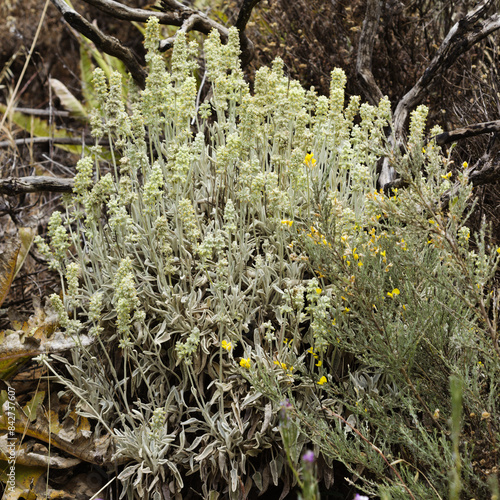 Flora of Gran Canaria -  Sideritis dasygnaphala, white mountain tea of Gran Canaria, endemic, natural macro floral background photo