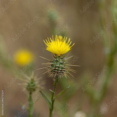 Flora of Gran Canaria -  yellow Centaurea melitensis, Maltese star-thistle natural macro floral background photo