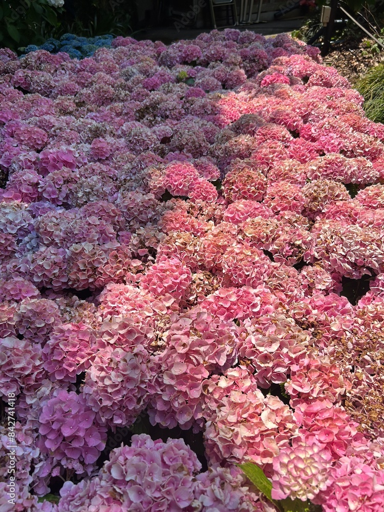 Obraz premium pink flowers