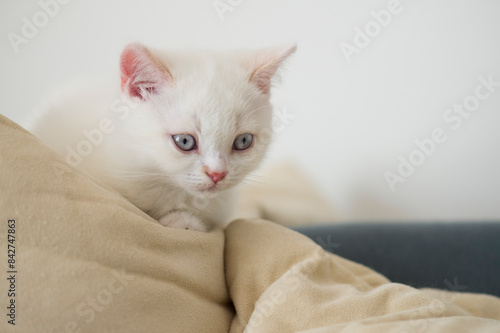 Porträt eines Britisch Kurzhaar Kätzchen © Heidi Bollich
