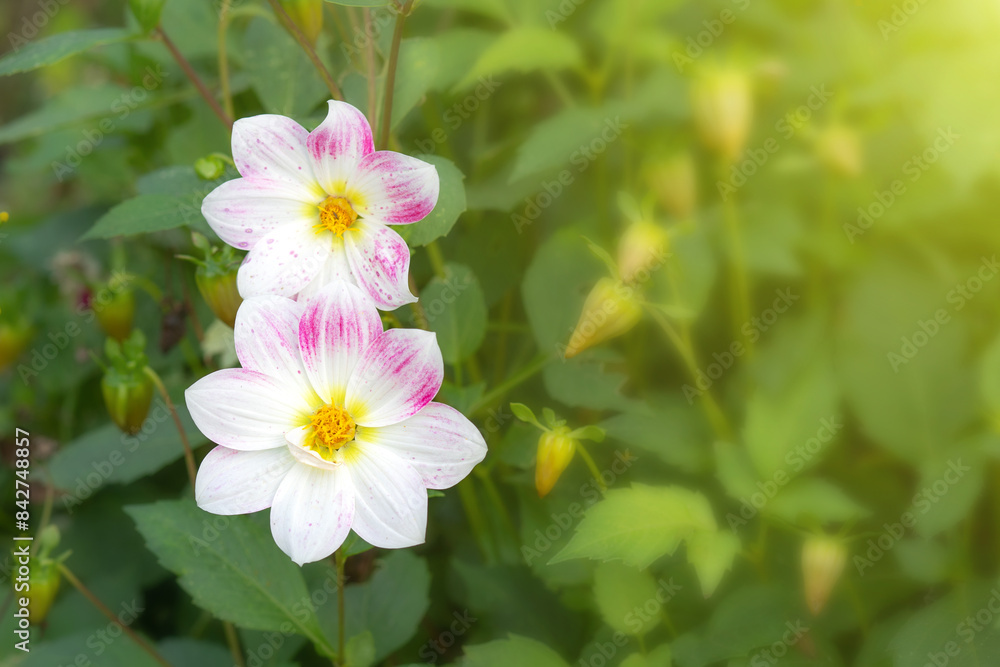 Two summer dahlias with white and purple petals bloom in the garden on flowerbed on sunny summer day. Concept of gardening, floriculture, growing homemade flowers Two summer dahlias with white and purple petals bloom in the garden on flowerbed on sunny summer day. Concept of gardening, floriculture, growing homemade flowers