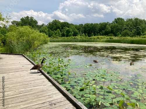 Canada goose on boardwalk of wetland