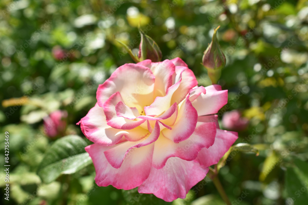 Beautiful pink and yellow color rose in the garden Beautiful pink and yellow color rose in the garden