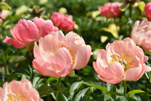 Wallpaper Mural Beautiful peach color peonies in the garden Torontodigital.ca