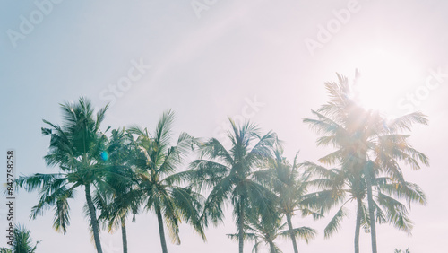 Some coconut trees stand amidst the sunny weather and blue sky. photo