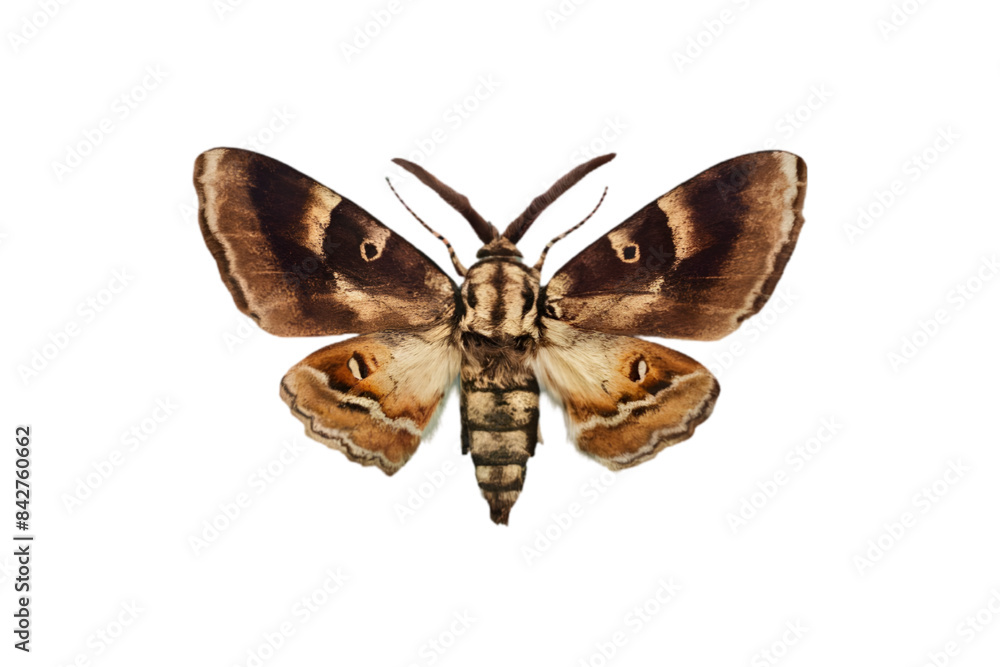 Fototapeta premium Grunge Moth with a Retro Photocopy and Grain Effect - Isolated on Transparent Background - Grunge Moth - Vector Illustration