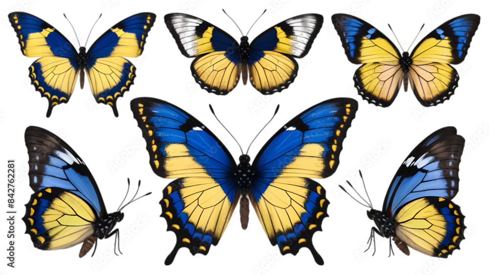 Ukraine Butterflies in Various Shots and Views - Isolated on Transparent Background - Butterfly Illustrations - Vector Art Ukraine Butterflies in Various Shots and Views - Isolated on Transparent Background - Butterfly Illustrations - Vector Art