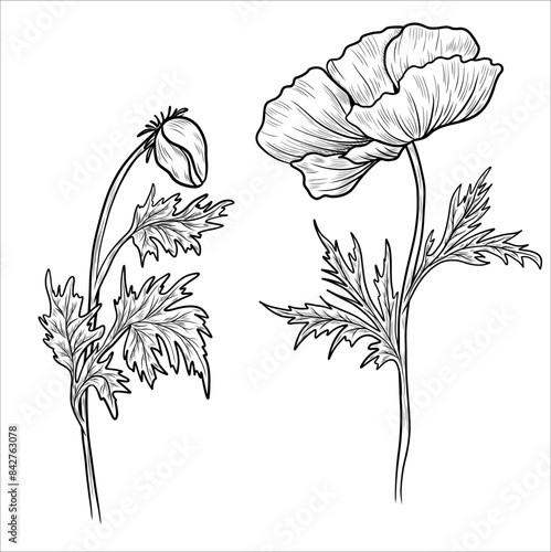Poppy hand drawn contour flower. Poppy outlines