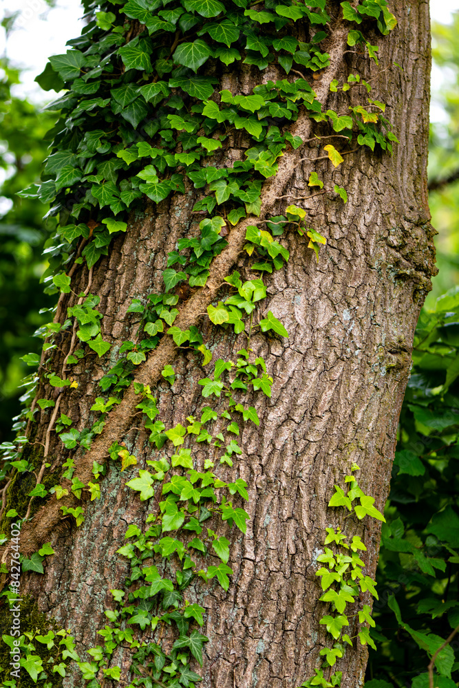 Common ivy (Hedera helix) is a flowering plant with green leaves in the family Araliaceae, native to most of Europe, growing on the bark of an oak tree (Quercus) in Sauerland, Germany in springtime. Common ivy (Hedera helix) is a flowering plant with green leaves in the family Araliaceae, native to most of Europe, growing on the bark of an oak tree (Quercus) in Sauerland, Germany in springtime.