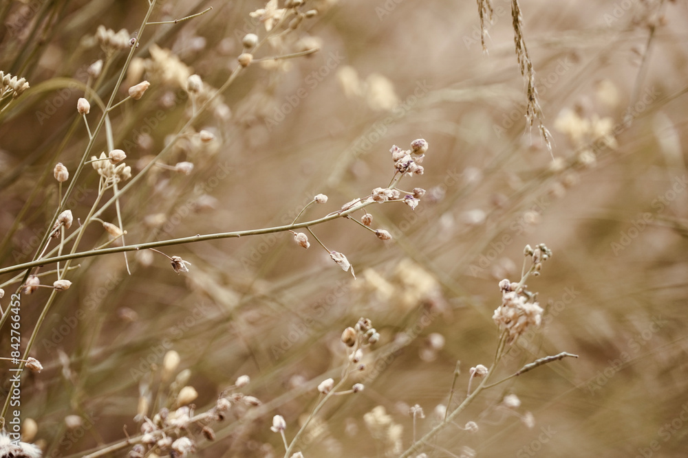 Fototapeta premium Close-up dried flowers of the field. Delicate floral background.