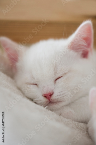 Schlafendes Britisch Kurzhaar Kätzchen © Heidi Bollich