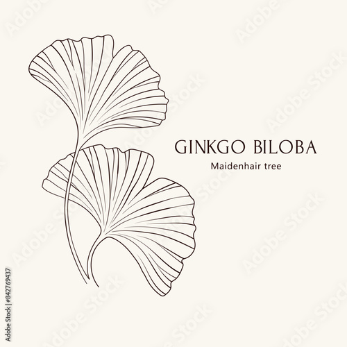 Ginkgo biloba leaf, hand drawn vector illustration