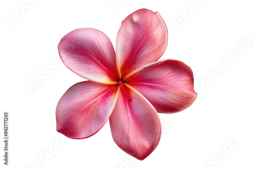 Pink frangipani flower isolated on transparent background © Zahid