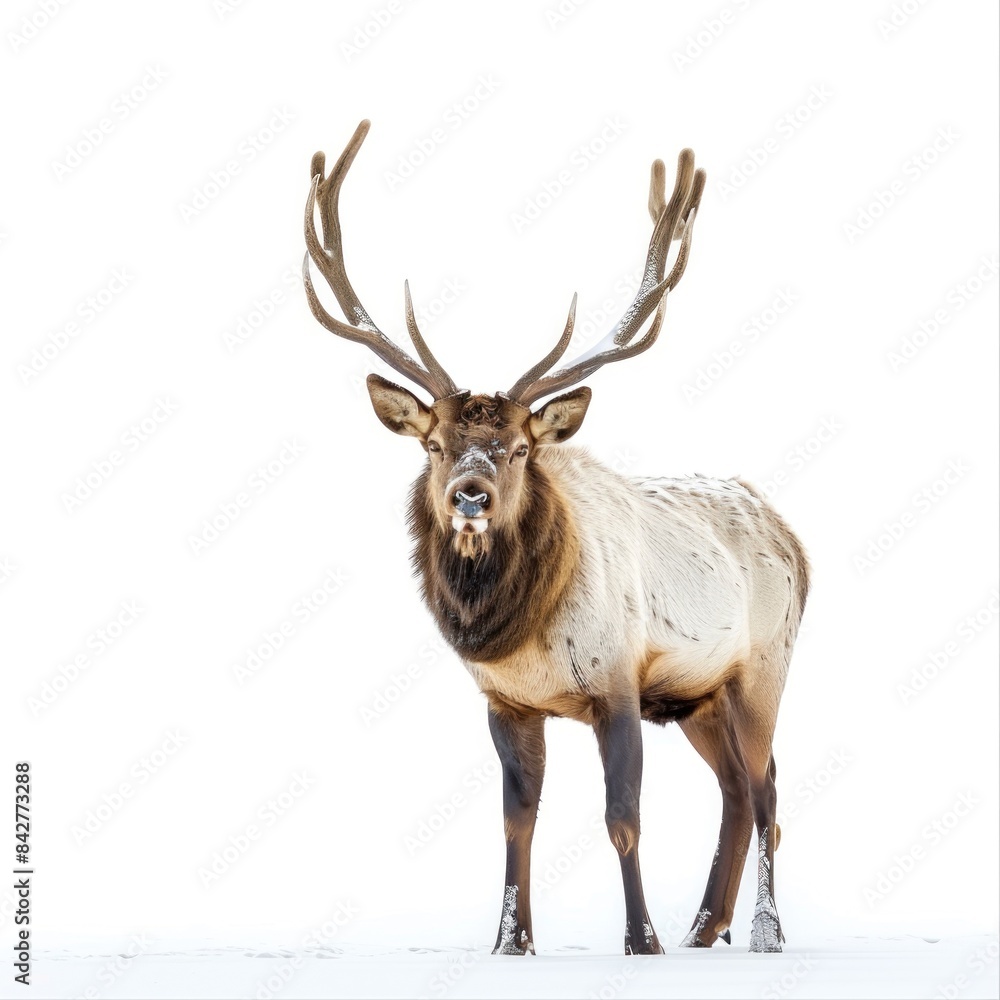 Elk isolated on white background Elk isolated on white background
