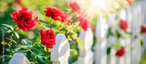On a sunny summer day a cluster of vibrant red roses bloom gracefully in white fence
