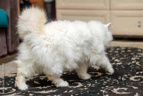Felidae carnivore Cat with fawn fur, whiskers, snout, tail standing on rug