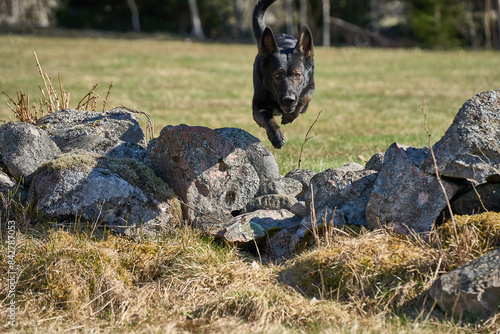 Beautiful German Shepherd she-dog on a meadow jumping over a natural stone wall on a sunny spring day in Skaraborg Sweden