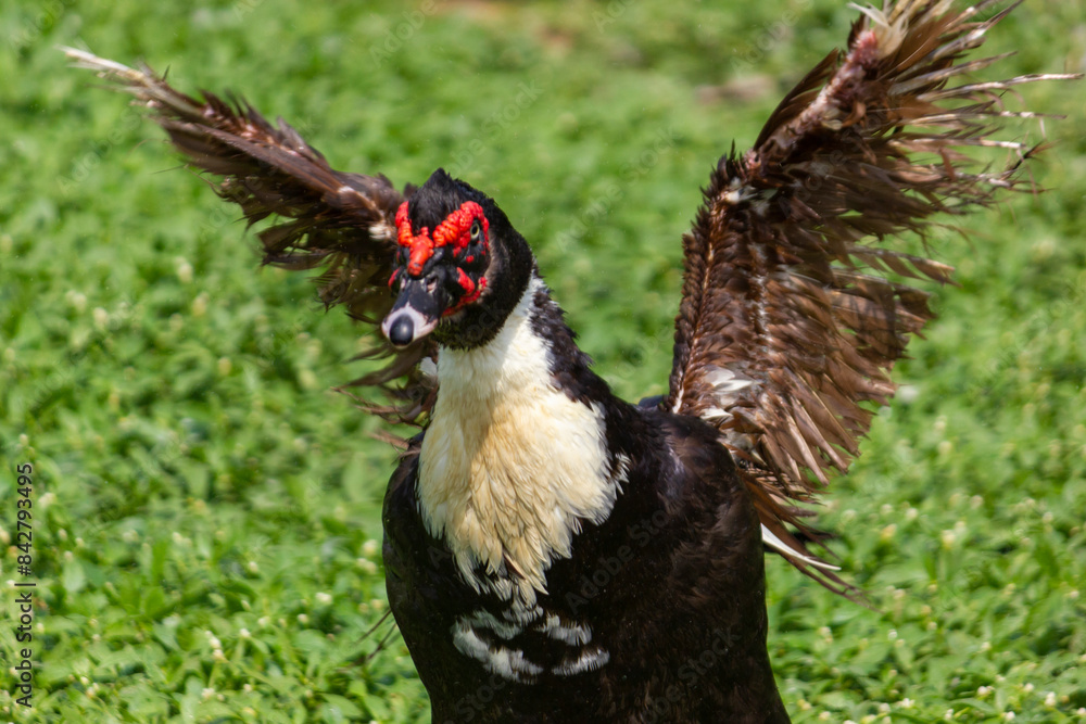 Fototapeta premium Black Domestic Muscovy Duck opening the wings