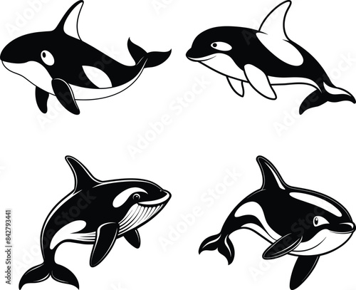 Killer whale vector illustration