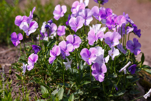 Horned violet ( lat. Viola cornuta ) is blossoming in garden