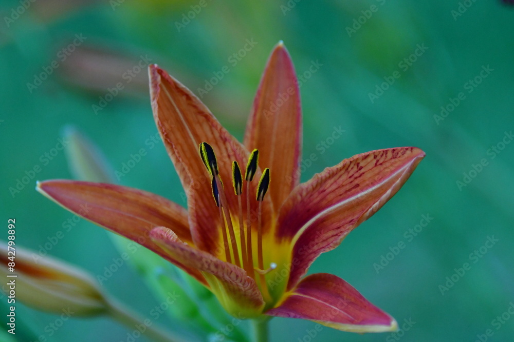 Obraz premium Daylily