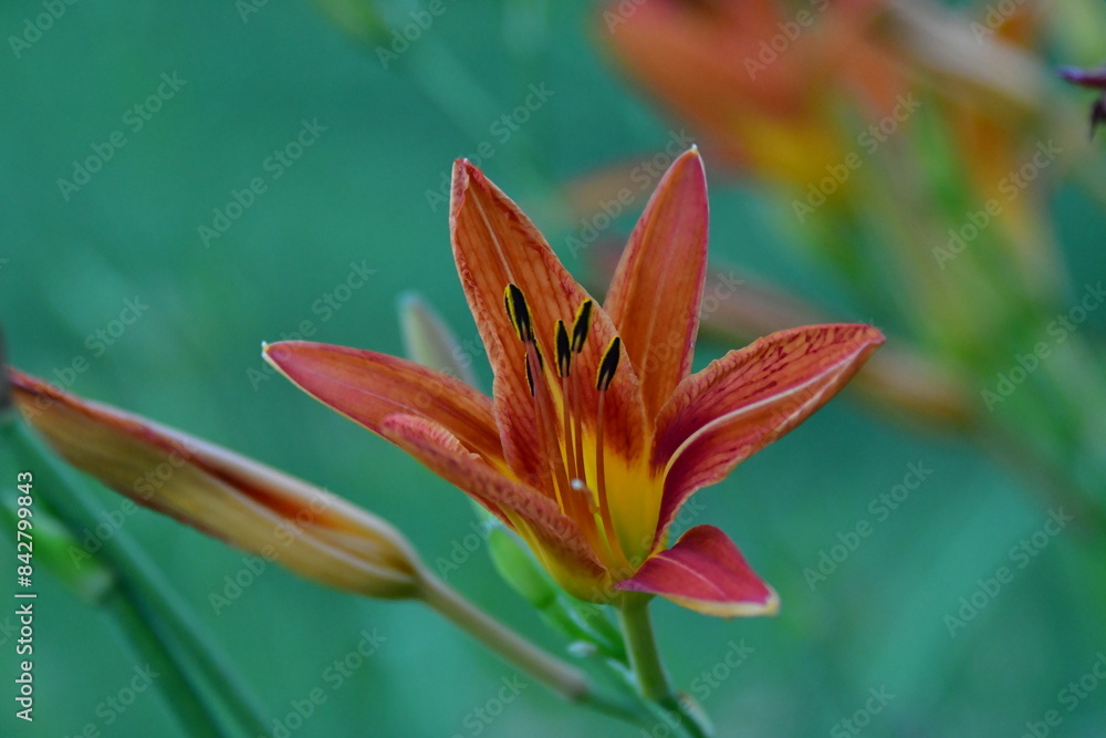Orange Daylily Flower Orange Daylily Flower