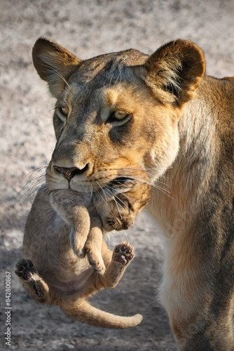 Lioness with cub - mother care and love photo