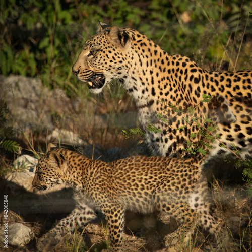 Mother leopard and cute cub