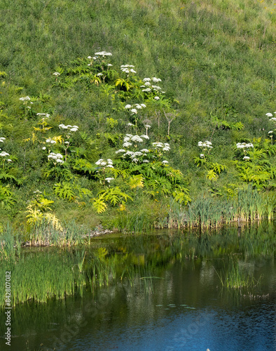 Giant Hogweed plants in front of a lake photo