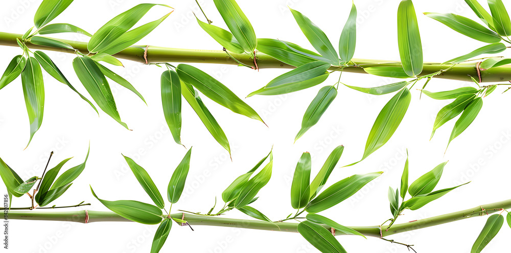 Naklejka premium Branches of bamboo set isolated on white background