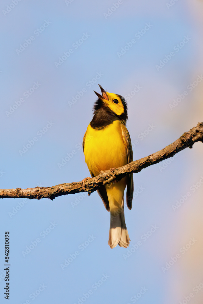 Fototapeta premium Singing Hooded Warbler