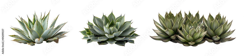 Set of small spiky agaves succulent plants on transparent background Set of small spiky agaves succulent plants on transparent background