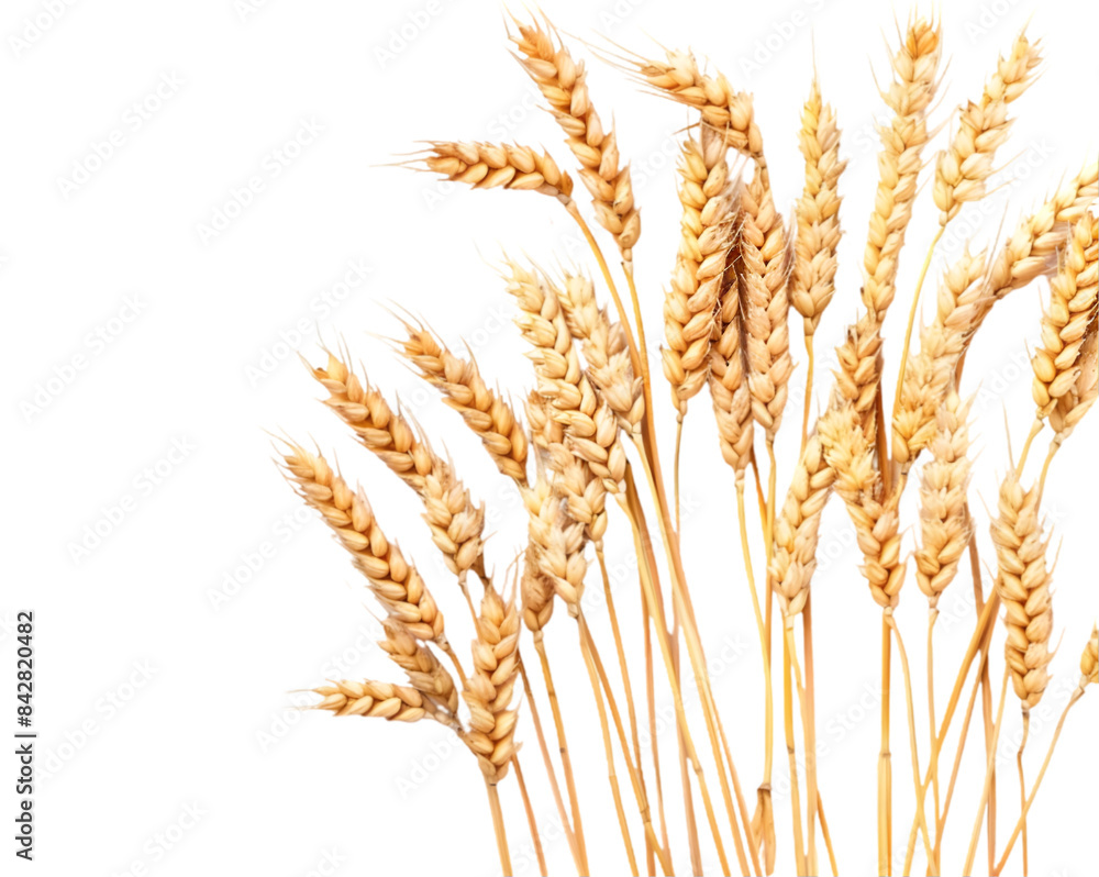 Golden wheat stalks for natural decor, perfect for rustic and farmhouse styles on transparent background Golden wheat stalks for natural decor, perfect for rustic and farmhouse styles on transparent background