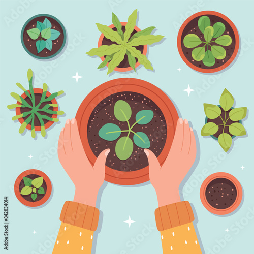 Flowers replanting. Hands transplanting garden plant in home soil pot, indoor succulent top view carring cultivation sprout houseplant florist concept, garish vector illustration of care gardening