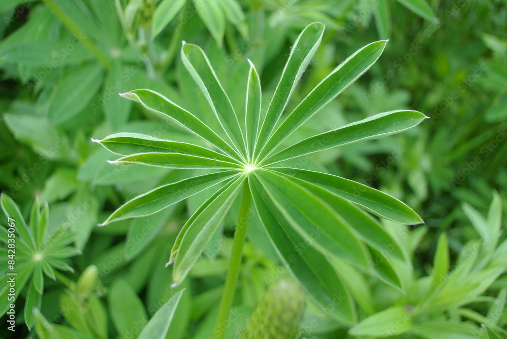 Fototapeta premium natural green background and lupine leaves, abstract background.