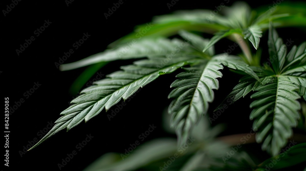 Closeup cannabis leaves or marijuana of plant on dark blurred background. Closeup cannabis leaves or marijuana of plant on dark blurred background.