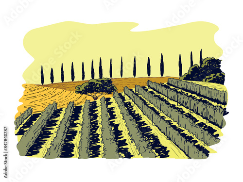 Countryside scenery in Tuscany, Italy. Handmade drawing vector illustration. Vintage style. Engraved old sketch style colorful vector.