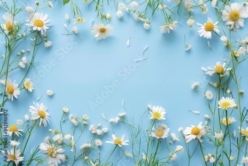 Beautiful flower composition, spring and summer chamomile white flowers on a pastel blue background. Flat lay, top view, copy space for text