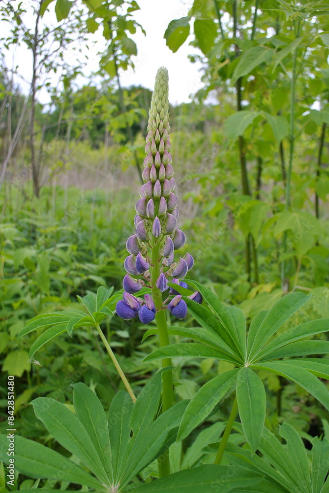 Obraz premium natural green background and purple flower, lupins in the grass.